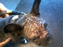 hårsækmide, univet, dyrlæge, hudproblem